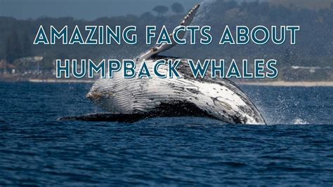 Amazing Facts About Humpback Whales