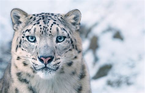 Photos From Tim Flachs Endangered Are Stunning Business Insider