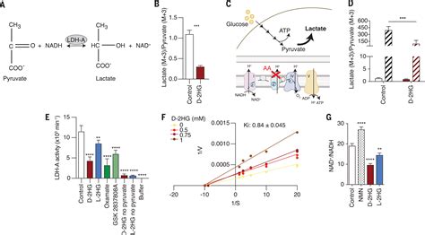 Oncometabolite D Hg Alters T Cell Metabolism To Impair Cd T Cell