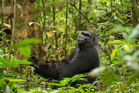 Close encounters in the forest: western lowland gorillas - The Source - Washington University in ...