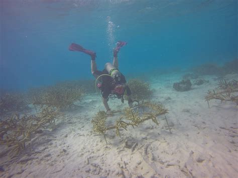 Rebuilding Coral Reefs One Coral At A Time — Liz Summit