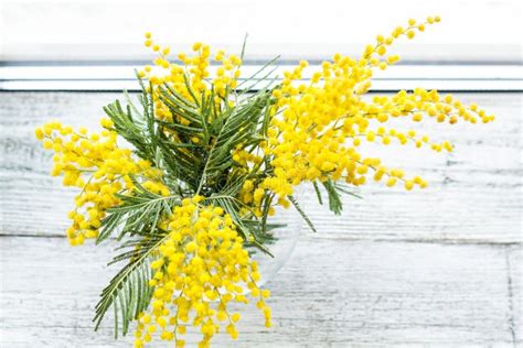 Beautiful Yellow Mimosa Flower Blossom In Glass Vase In Spring Time