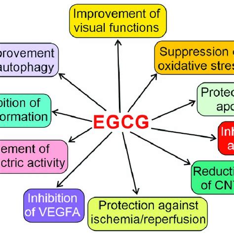 Biological Effects Of Epigallocatechin Gallate Egcg That May