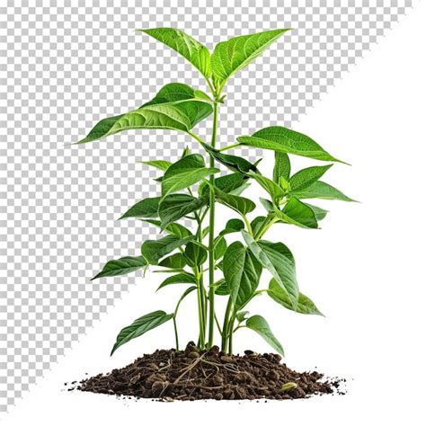 Premium PSD Psd Monstera Deliciosa Png Isolated On Transparent Background