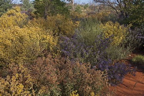 Great Victoria Desert Biodiversity Trust Great Victoria Desert