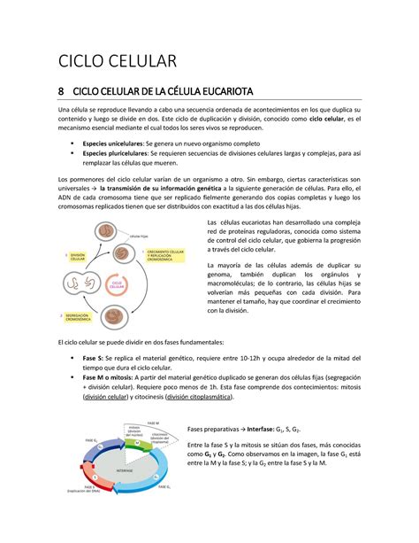 T8 Ciclo Celular Ciclo Celular 8 Ciclo Celular De La CÉlula Eucariota Una Célula Se