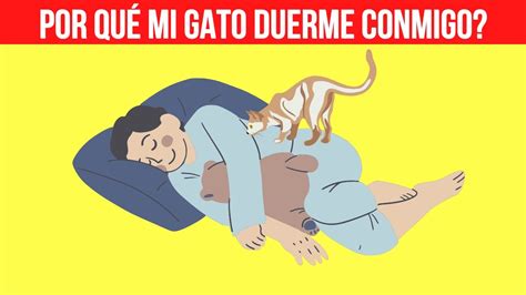 Por Qué Mi Gato Duerme Conmigo 10 Razones Por Las Que Tu Gato Duerme