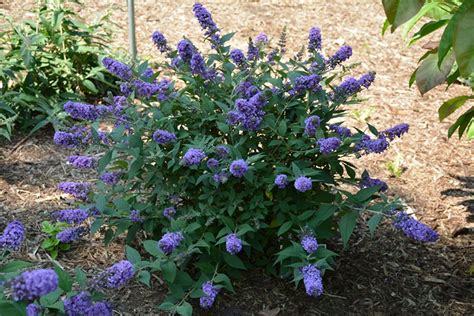 Butterfly Bush Varieties: A Comprehensive Guide