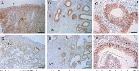 Figure 1 From Identification And Characterization Of Extracellular