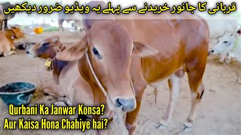 Qurbani Ka Janwar Eid Ul Adha 2021 Qurbani Ka Janwar Ke Masail