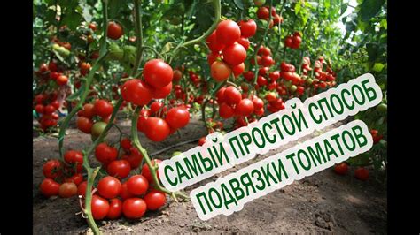 Как подвязывать помидоры. Подвязка помидор. Подвязывать томаты ...