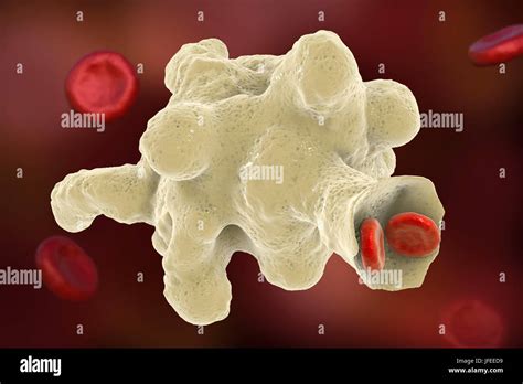 Ameba parasitaria Entamoeba histolítica envolviendo los glóbulos