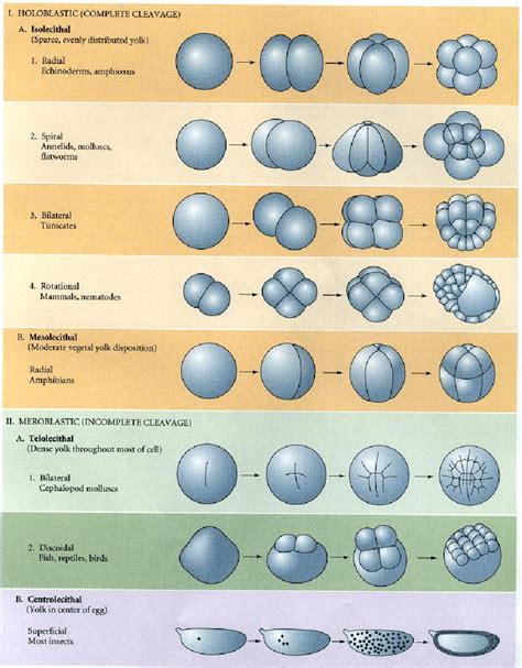 Embryology Definition And Examples Biology Online Dictionary