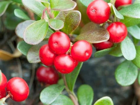 Gorgeous Plants That Grow Well Under Pine Trees