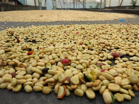 Сушка зелёного кофе Мытая обработка кофейных зерен Сушка кофе на ...