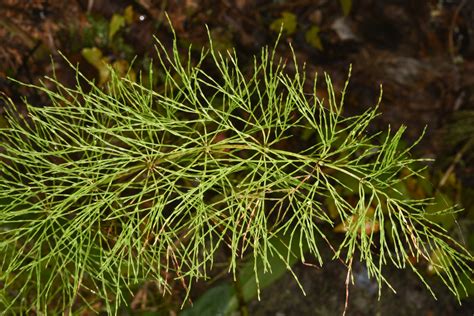 Equisetum arvense (Field Horsetail)