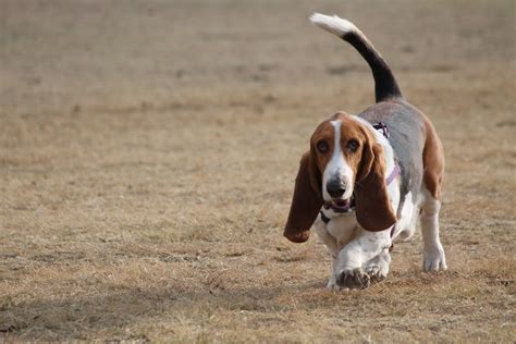 El Sabueso Más Famoso El Basset Hound Aon Seguro Para Perros Y Gatos