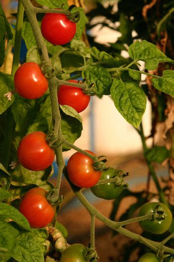 Pinellas County Extension Timely Topics: Fall Vegetable Gardening in ...