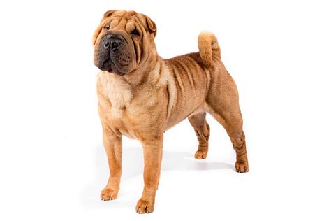 Shar-Pei - Temperament, Lifespan, Shedding, Puppy