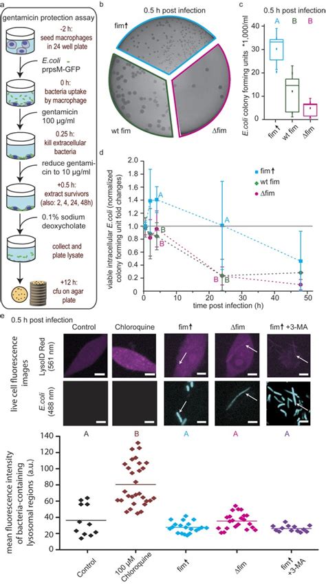 How Type 1 Fimbriae Help Escherichia Coli To Evade Extracellular Antibiotics Scientific Reports