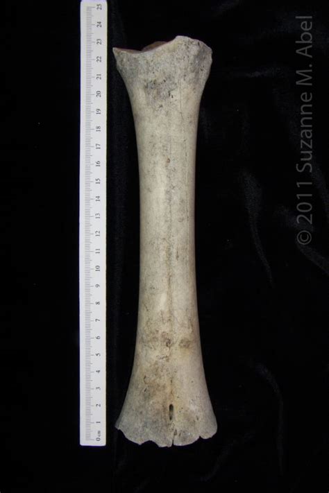 Anterior View Left Cattle Metatarsal Distal Epiphysis Missing Boneid