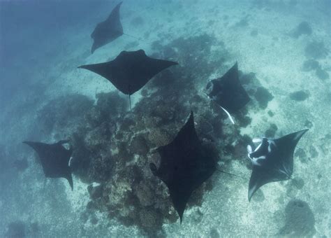 Reef Manta Ray Manta Alfredi Carnivora