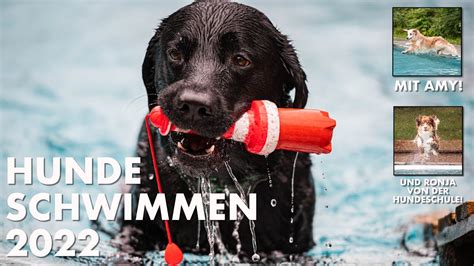 Cedric Der Labrador 177 Hundeschwimmen 2022 YouTube