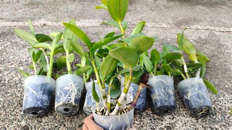 Promo Anggrek Dendrobium Berkelas Berkualitas Punya Warna Elegant