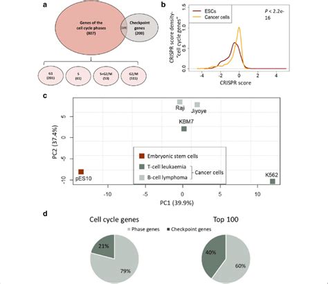 Cell Cycle Genes Have Distinct Essentiality Signatures In Pluripotent