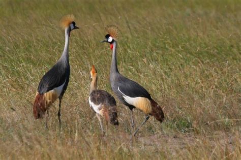 Kenyan Rift Valley – birds | Chris Gibson Wildlife