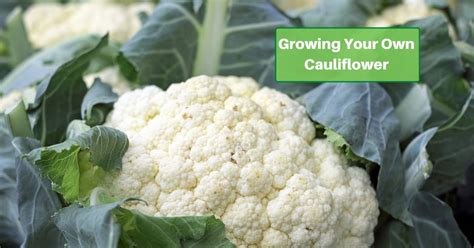 Growing Your Own Cauliflower - Yards Improved