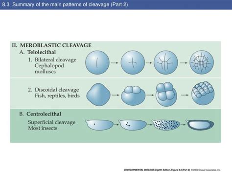 patterns  cleavage powerpoint  id
