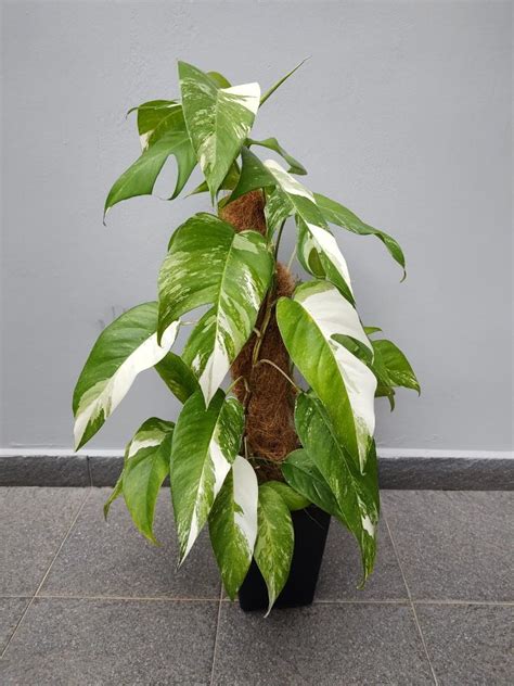 Epipremnum Pinnatum Albo Variegata Furniture Home Living Gardening