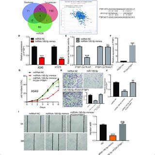 Over Expression Of MiRNA 195 5p Inhibits The Cell Proliferation And