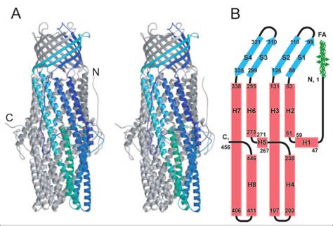 Stereoscopic View And Secondary Structure Topology Model Of OprM A