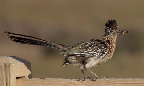 Greater Roadrunner | San Diego Bird Spot