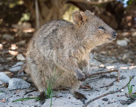 Wildlife of Australia | Stock image | Colourbox