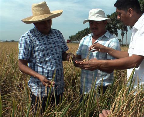 Ecuador proveerá de 104 000 toneladas de arroz a Colombia en 2022