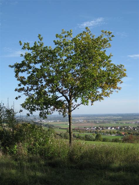 Images Gratuites Paysage Arbre La Nature Herbe Branche Ciel