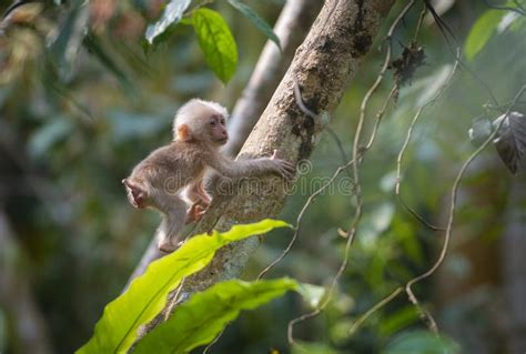 Baby Stump-tailed Macaque Seen at Hoollongapar Gibbon Sanctuary, Jorhat, Assam,India Stock Image ...