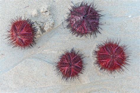 Erizos De Mar Rojo En La Playa De Patong Durante La Puesta De Sol