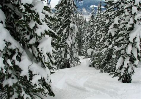 Revelstoke Cat Skiing | Revelstoke Cat Ski | Powder Skiing