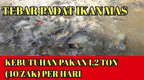 Tebar Padat Ikan Mas Dan Nila Kebutuhan Pakan Ton Per Hari