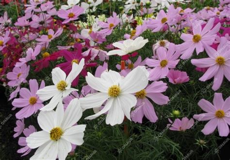 Cosmos bipinnatus Sonata Mix Sēklas Onava lv