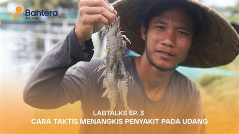 Bahtera Labtalks Ep Cara Taktis Menangkis Penyakit Pada Udang