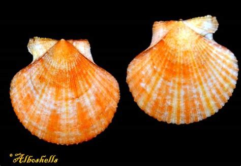 Shellauction Net Aequipecten Opercularis 3240800