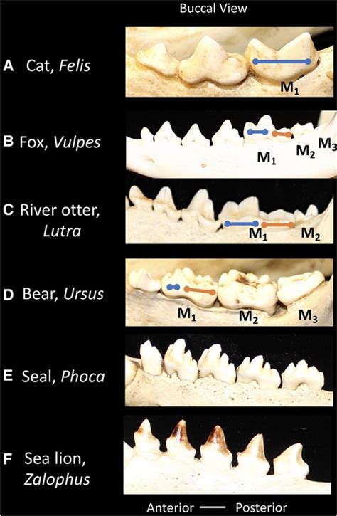 Frontiers Mammalian Dental Diversity An Evolutionary Template For