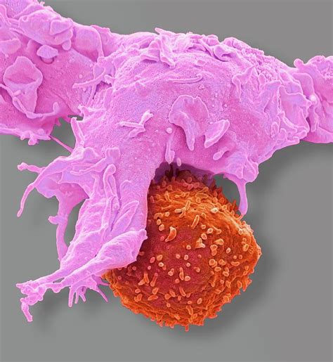 Antigen Presentation Photograph by Steve Gschmeissner - Fine Art America