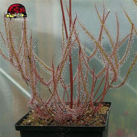 Compre agora Muda de Planta Carnívora Drosera Binata Entrega rápida