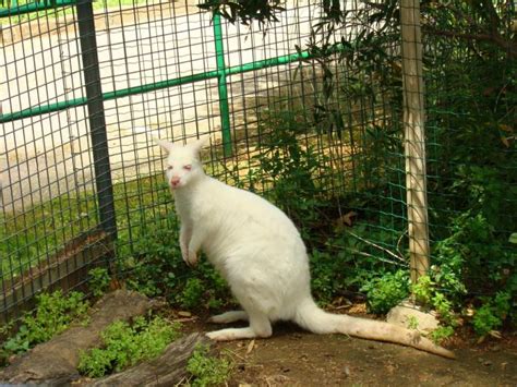 Barcelona Zoo - Barcelona